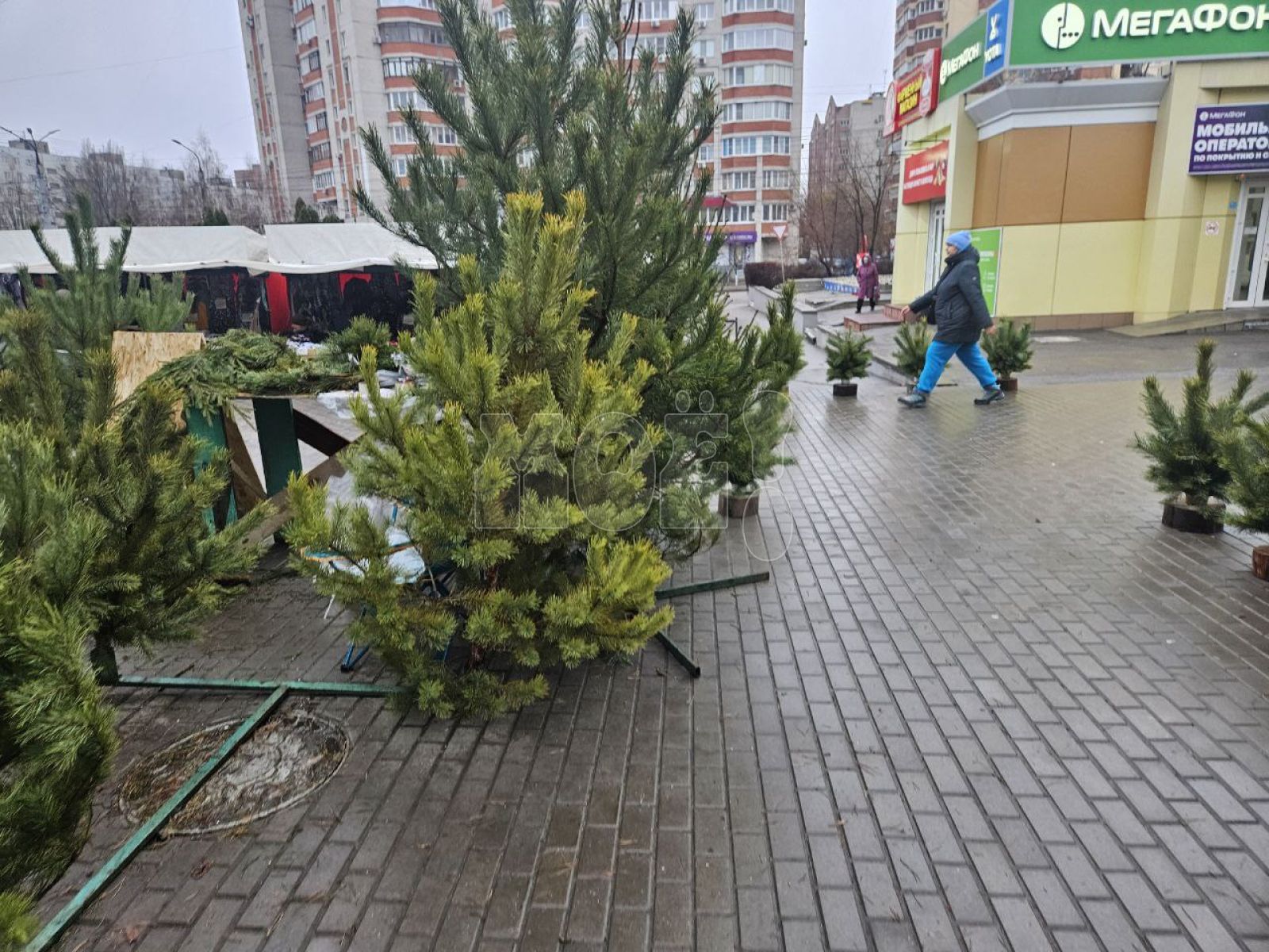 «Жёлтая ёлка за&nbsp;800 рублей». Цены на&nbsp;новогодние деревья возмутили воронежанку