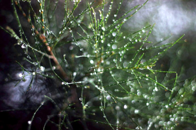 Главное за ночь. Гидрометцентр не исключил дожди на Новый год в Воронеже