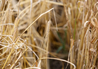 Почти два миллиона тонн опасного зерна обнаружили в Воронежской области