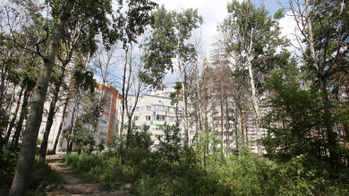 Почему власти не будут благоустраивать Северный лес, рассказал губернатор