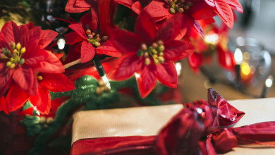 Как правильно ухаживать за комнатным растением — символом Рождества