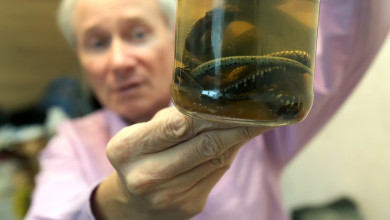 С новым ядом! Как змеи стали «собутыльниками» военного пенсионера из Воронежа