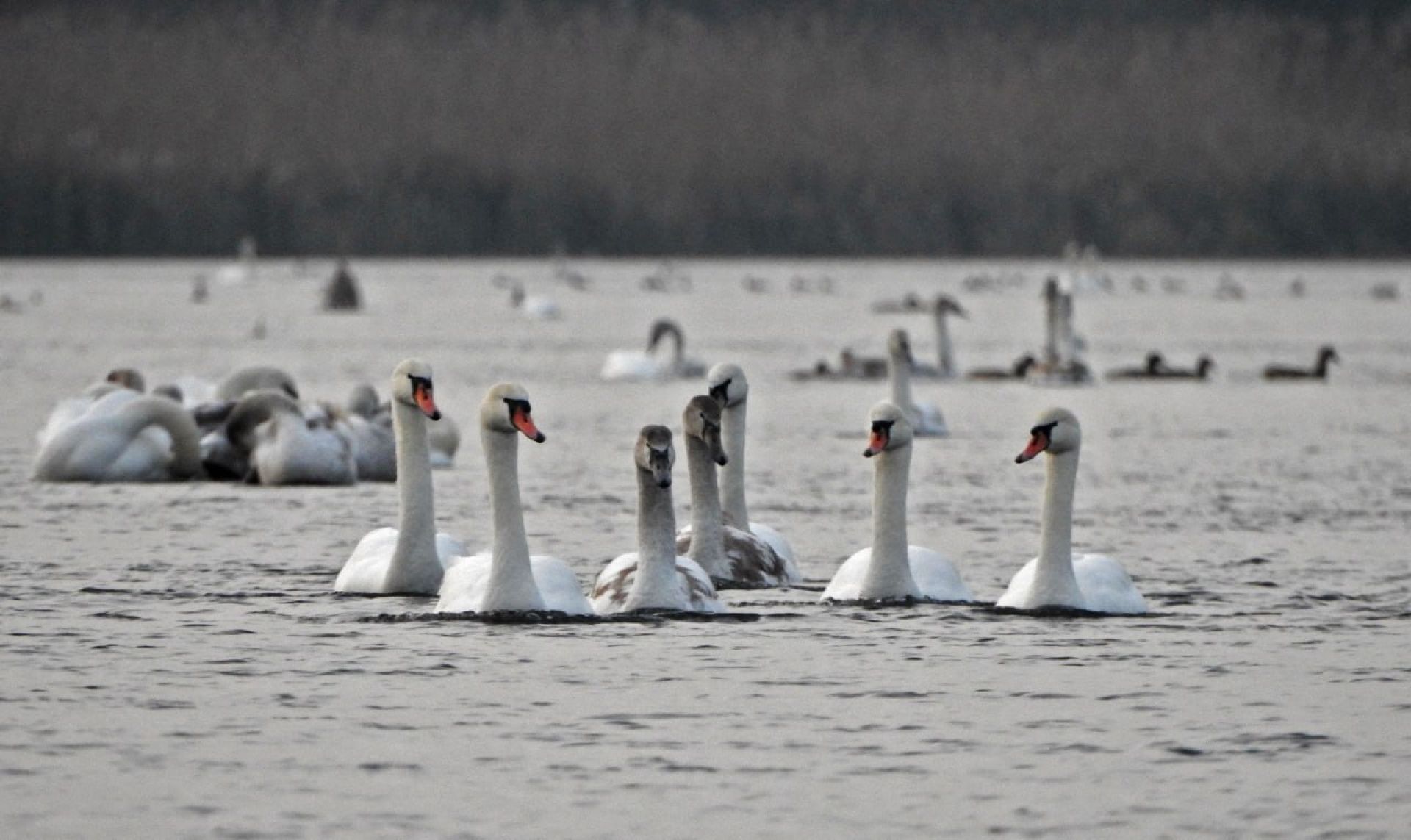 Курян приглашают полюбоваться лебедями