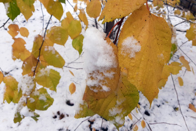 Похолодание до -9° ожидается в Воронежской области
