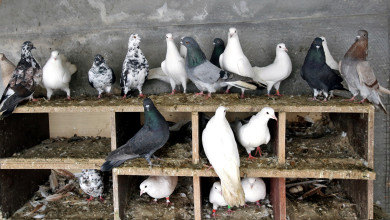 Владелец 800 голубей из Воронежской области рассказал, почему тратит все деньги на птиц