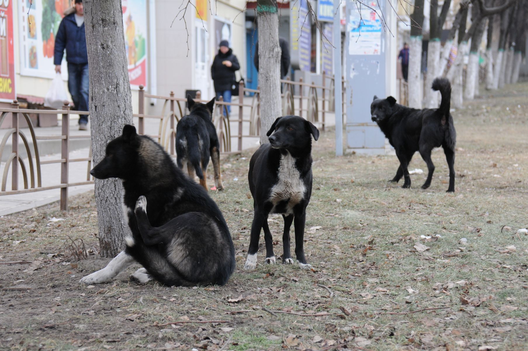 Нападение бродячих псов на детей в Воронеже привело к уголовному делу