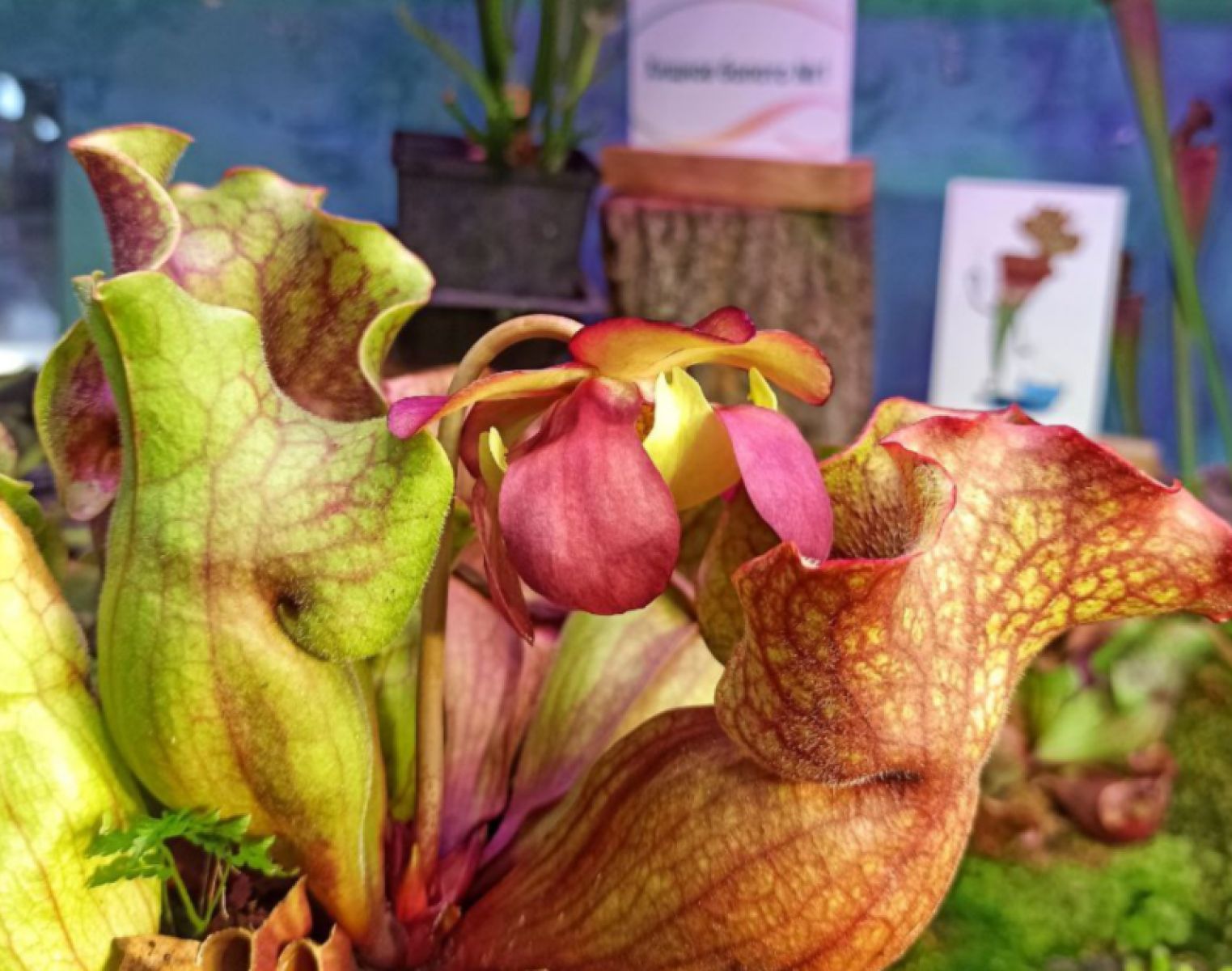 Саррацения пурпурная