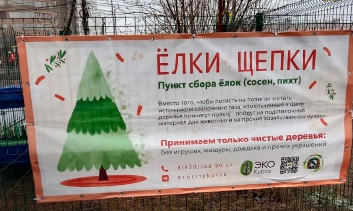 В Курске заработали пункты приема новогодних деревьев