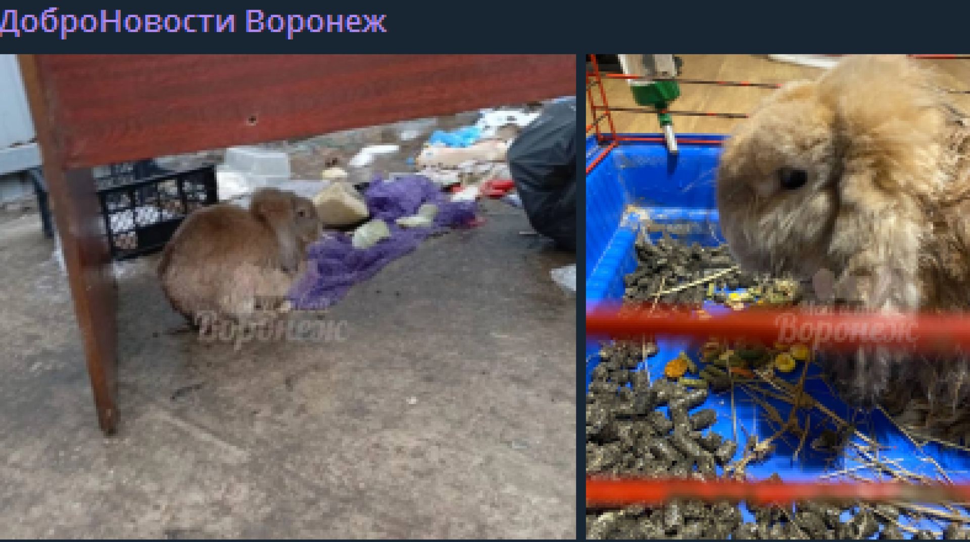 Выкинутого на съедение собакам кролика спасли на&nbsp;мусорке в&nbsp;Воронеже