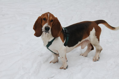 Температурные качели и осадки. О погоде на выходные рассказали воронежцам