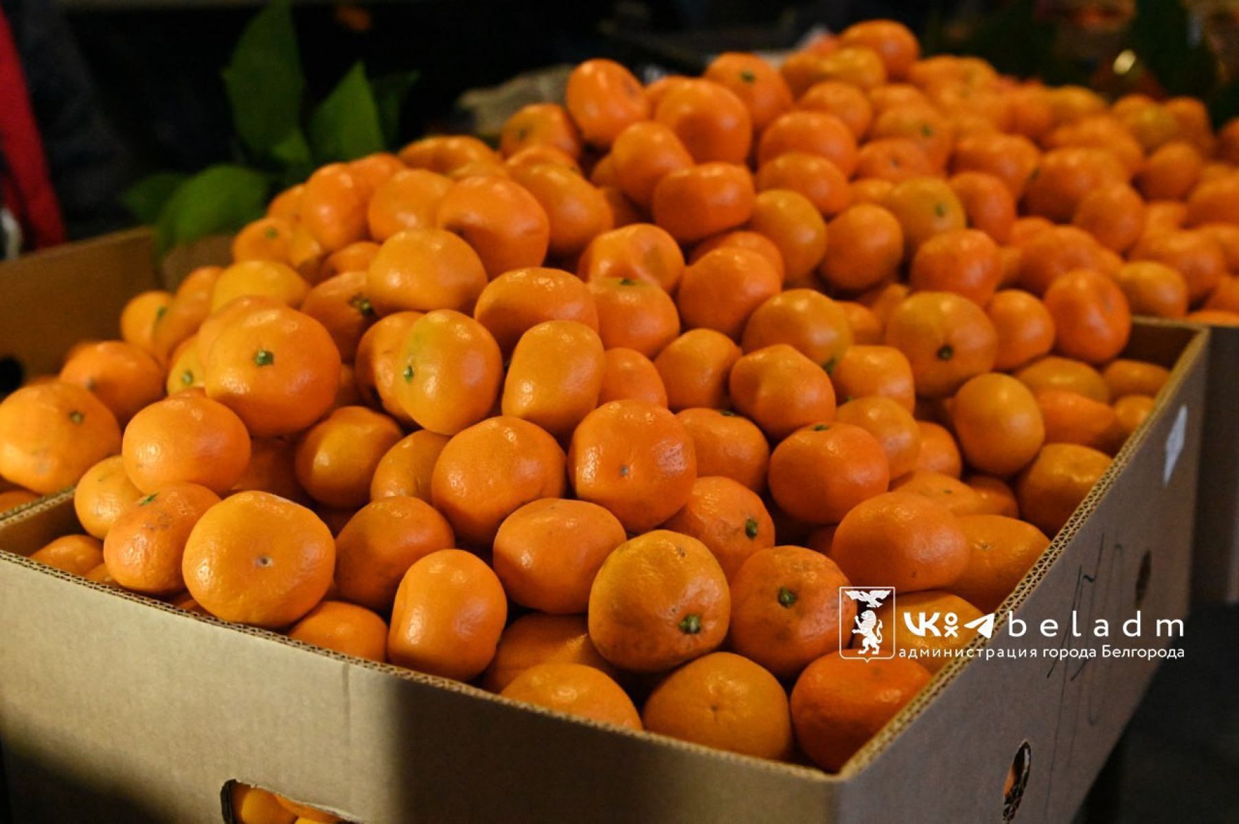 В Белгороде пройдет сельскохозяйственная ярмарка