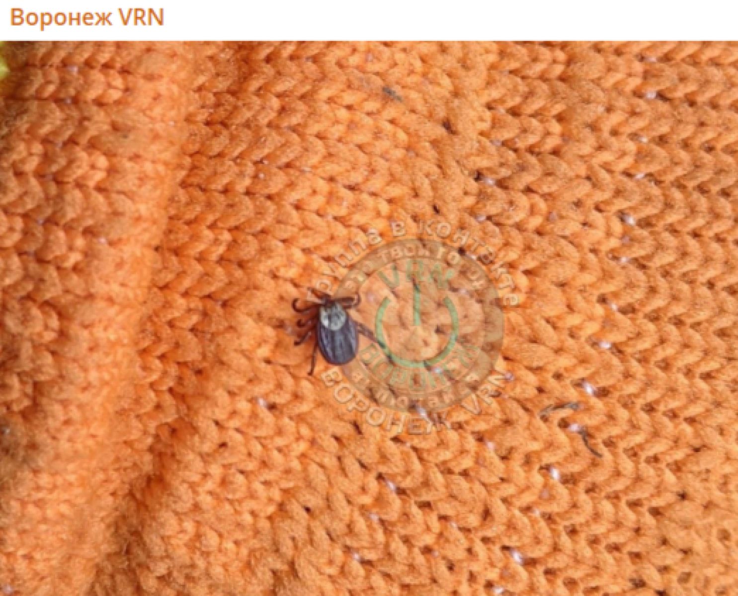 Опасные кровопийцы проснулись в Воронеже раньше срока&nbsp;