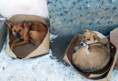 Агрессивная свора собак поселилась на воронежской детской площадке