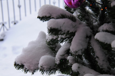 Белгородцев призвали распиливать новогодние елки, чтобы не нарваться на штраф