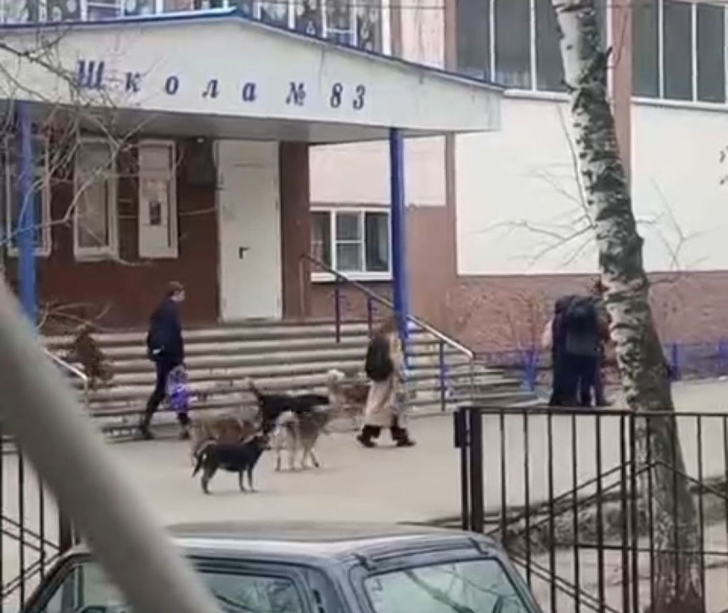 Свора бездомных собак пугает детей у воронежской школы&nbsp;