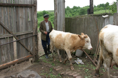 Очаг опасной инфекции обнаружили в Воронежской области 