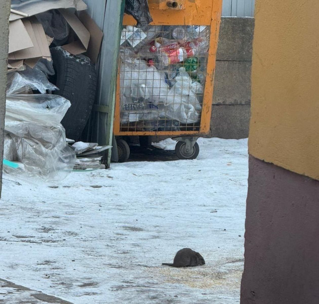 В центре Липецка поселились крысы