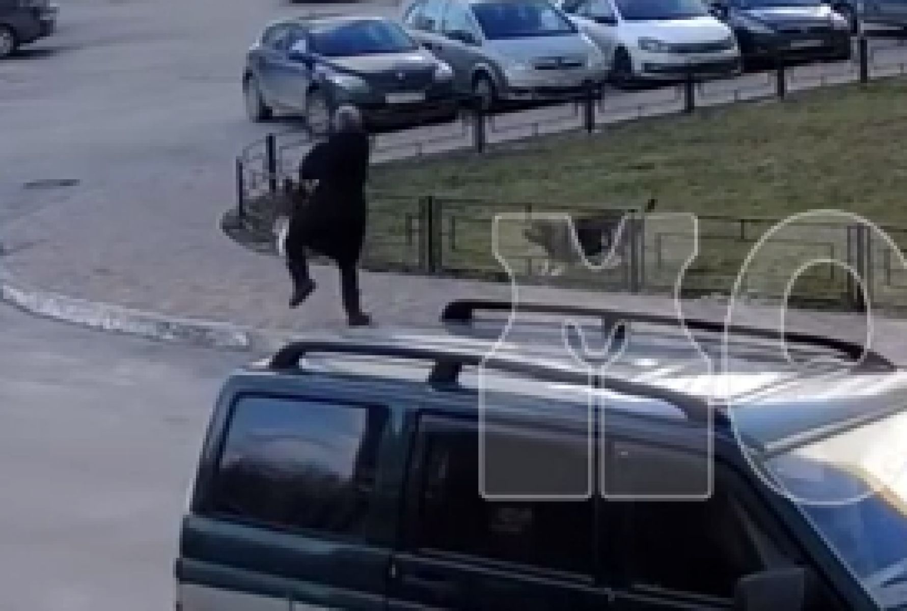 Бездомные псы нападают на&nbsp;жителей воронежского микрорайона