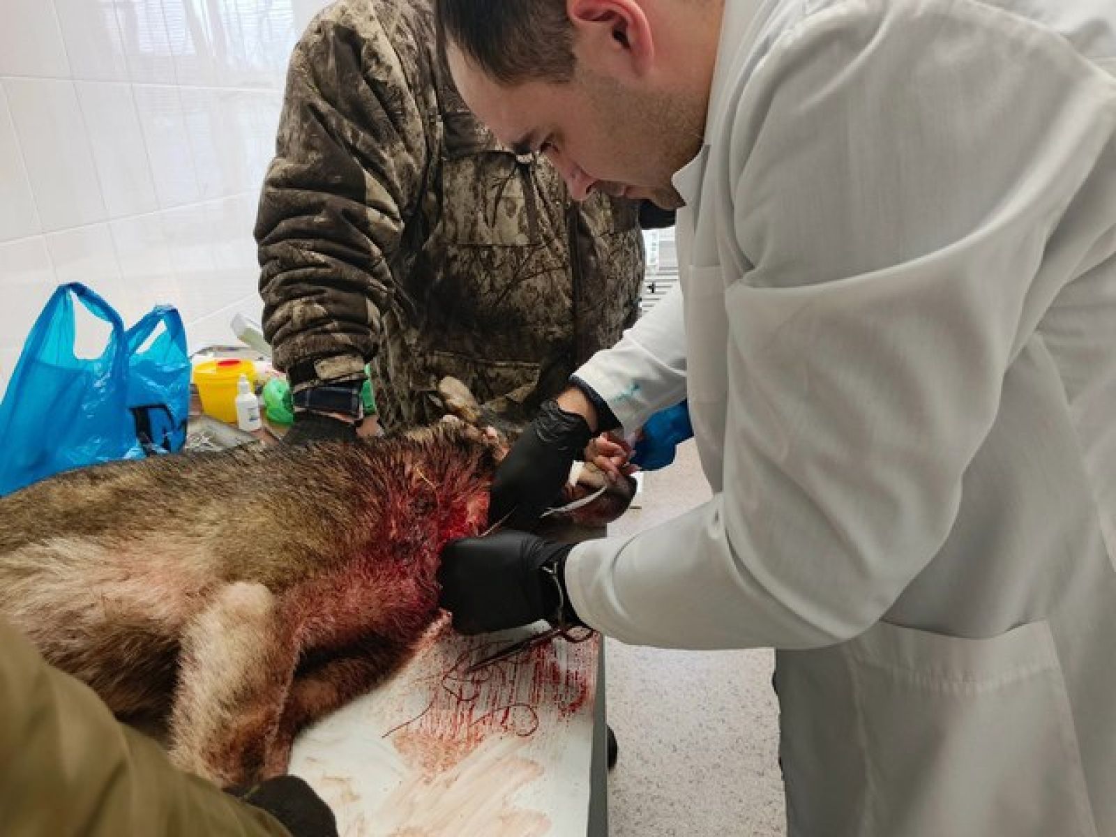 Во время охоты в липецком лесу дикий зверь едва не разорвал собаку на глазах у хозяина