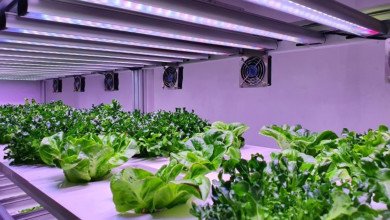 Как выбрать фитолампы для рассады