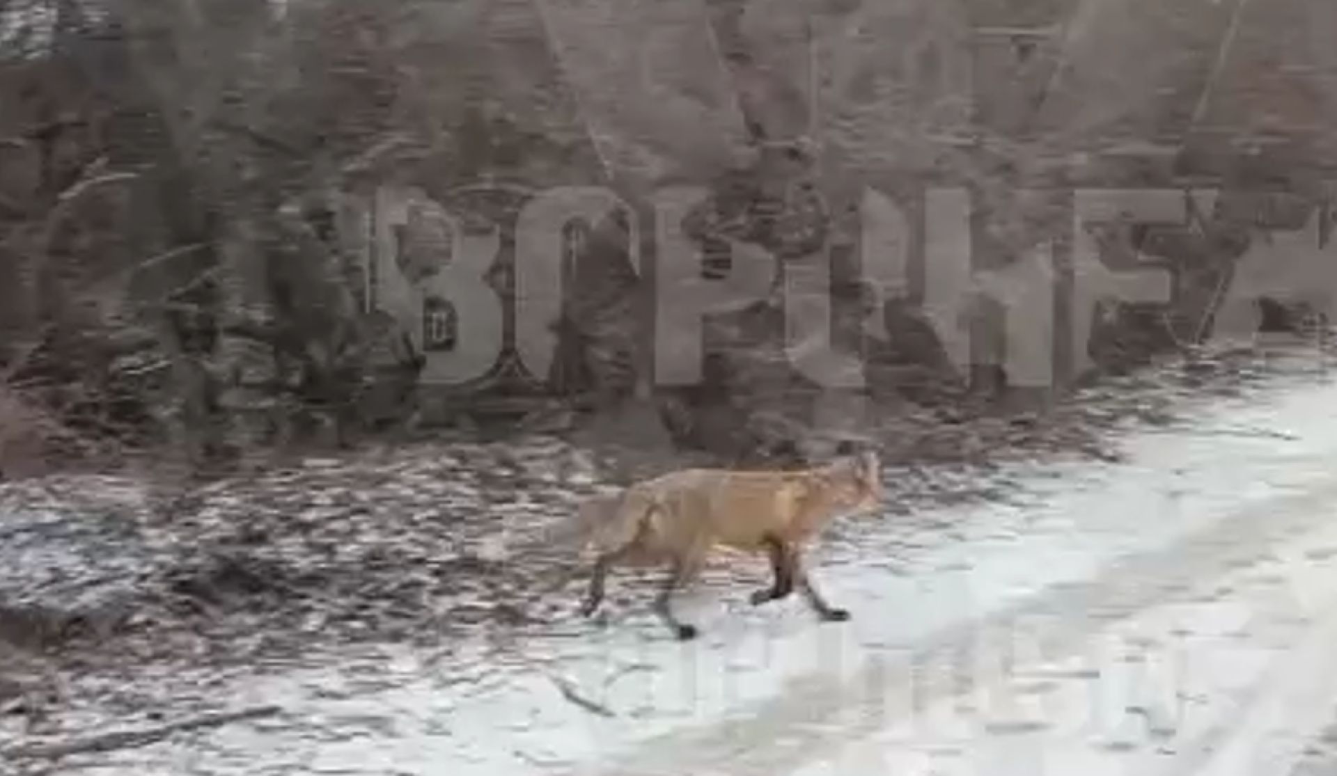 «Вышла на охоту»: рыжую хищницу заметили в Воронеже