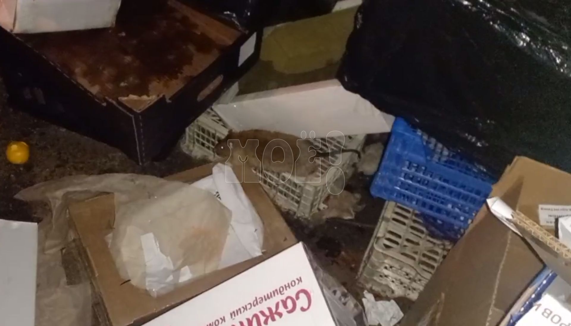 Крысиное нашествие прокомментировала администрация воронежского рынка&nbsp;