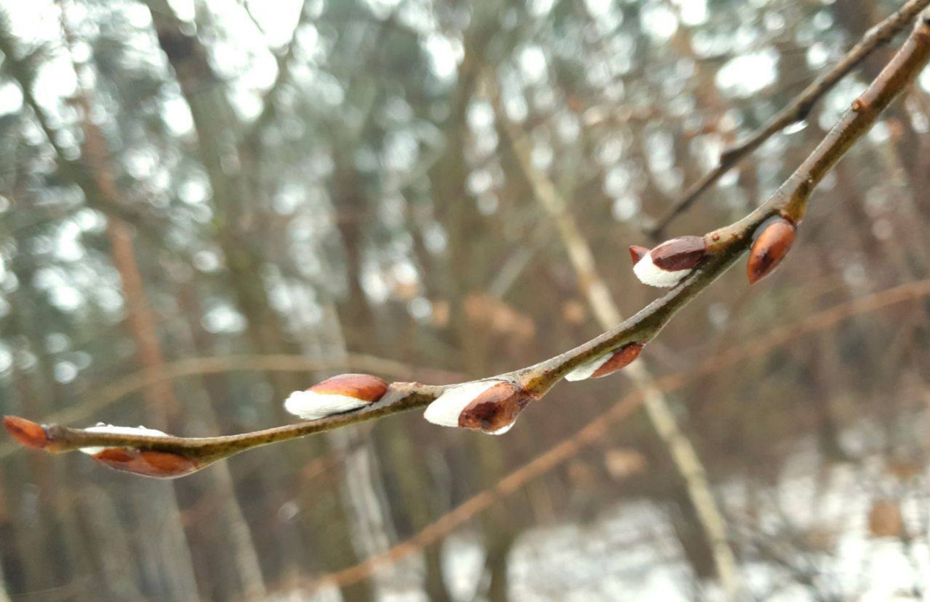 В Липецкой области верба расцвела в конце января
