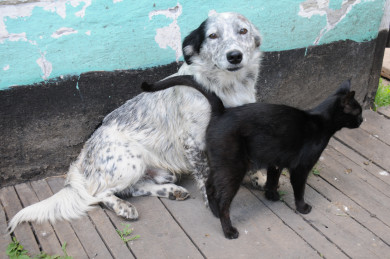 В Белгороде решат проблему бездомных животных