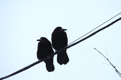 Прогноз погоды в Воронеже на субботу, 8 февраля