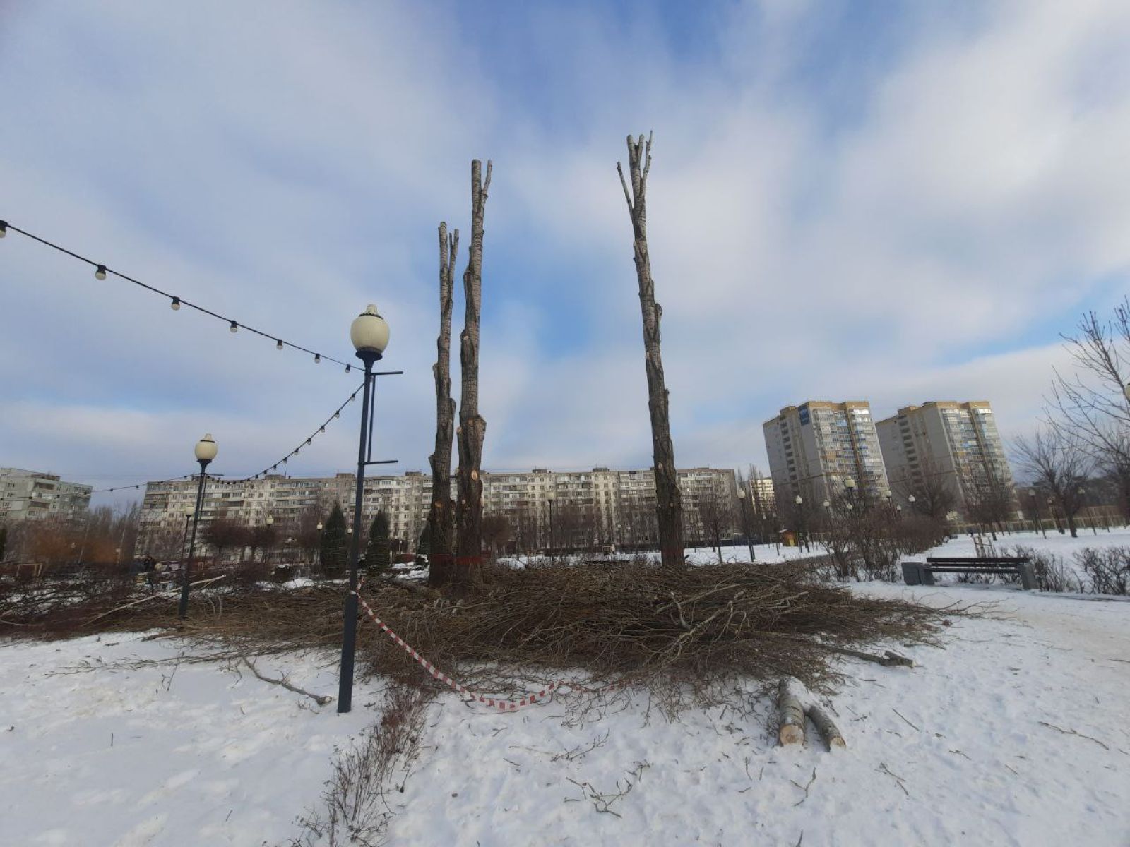 Воронежцев возмутила массовая рубка деревьев в парке у «Арены»