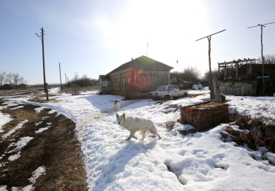 Очаг опасного заболевания обнаружили в Воронежской области