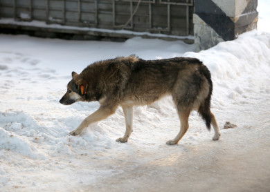 Выяснилось, почему ввели карантин в городе в Воронежской области