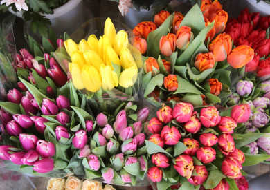 «Мужчины, готовьтесь!» Цены на тюльпаны взлетели до небес в Воронеже