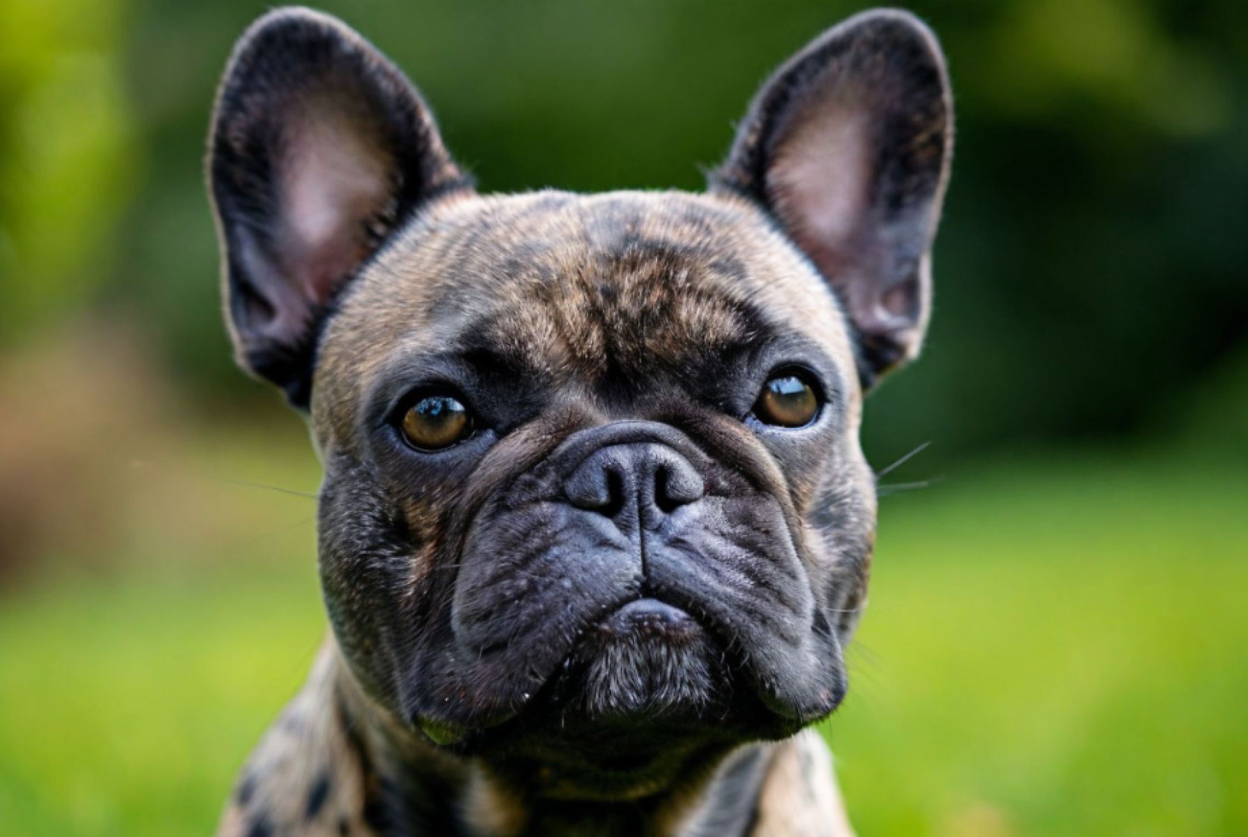 Курянка требует у ветклиники миллион рублей за погибших во время родов породистых щенков