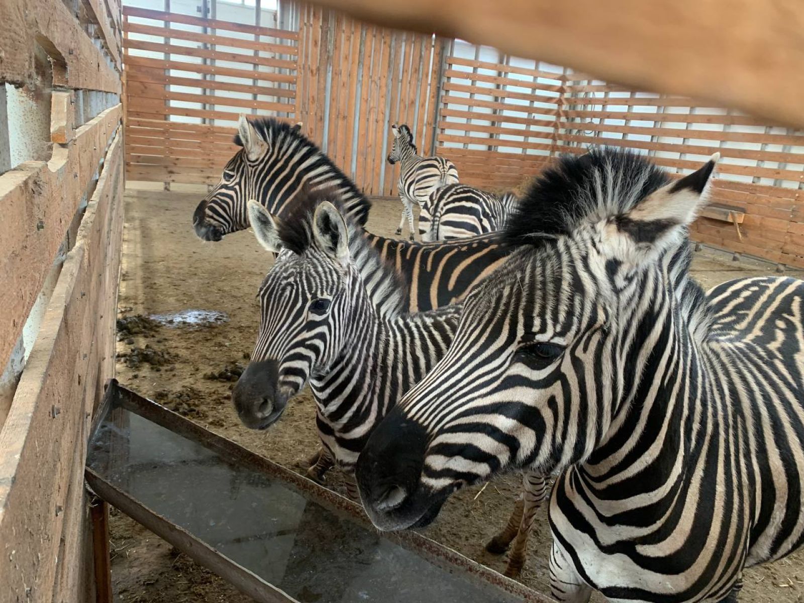 В Старооскольском зоопарке нашли многочисленные нарушения после гибели зебр