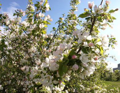 Выяснилось, когда весна придёт в Воронежскую область 