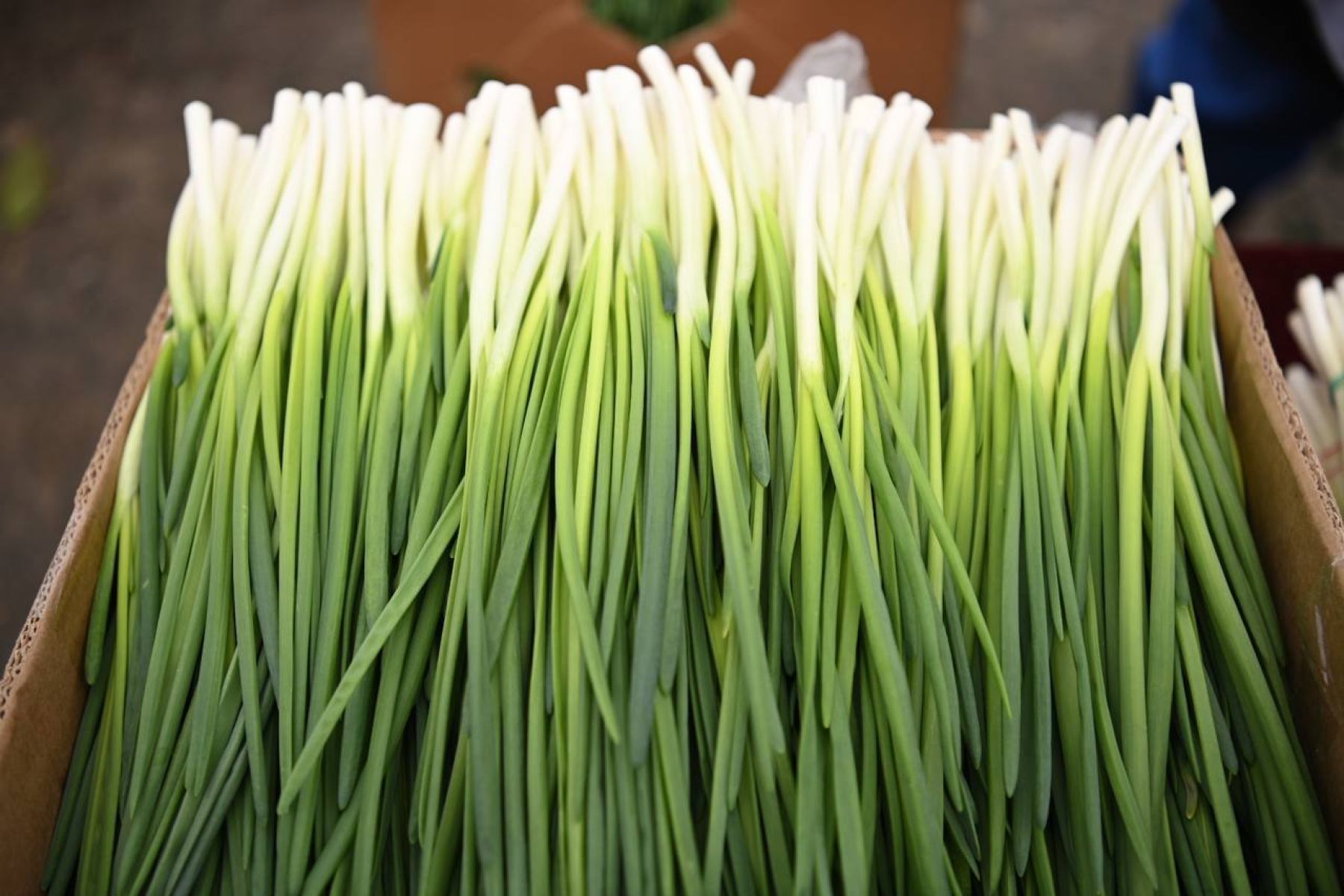 В Белгородской области проведение ярмарок будут контролировать камеры