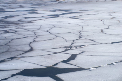 Женщина утонула во время прогулки с собаками под Воронежем