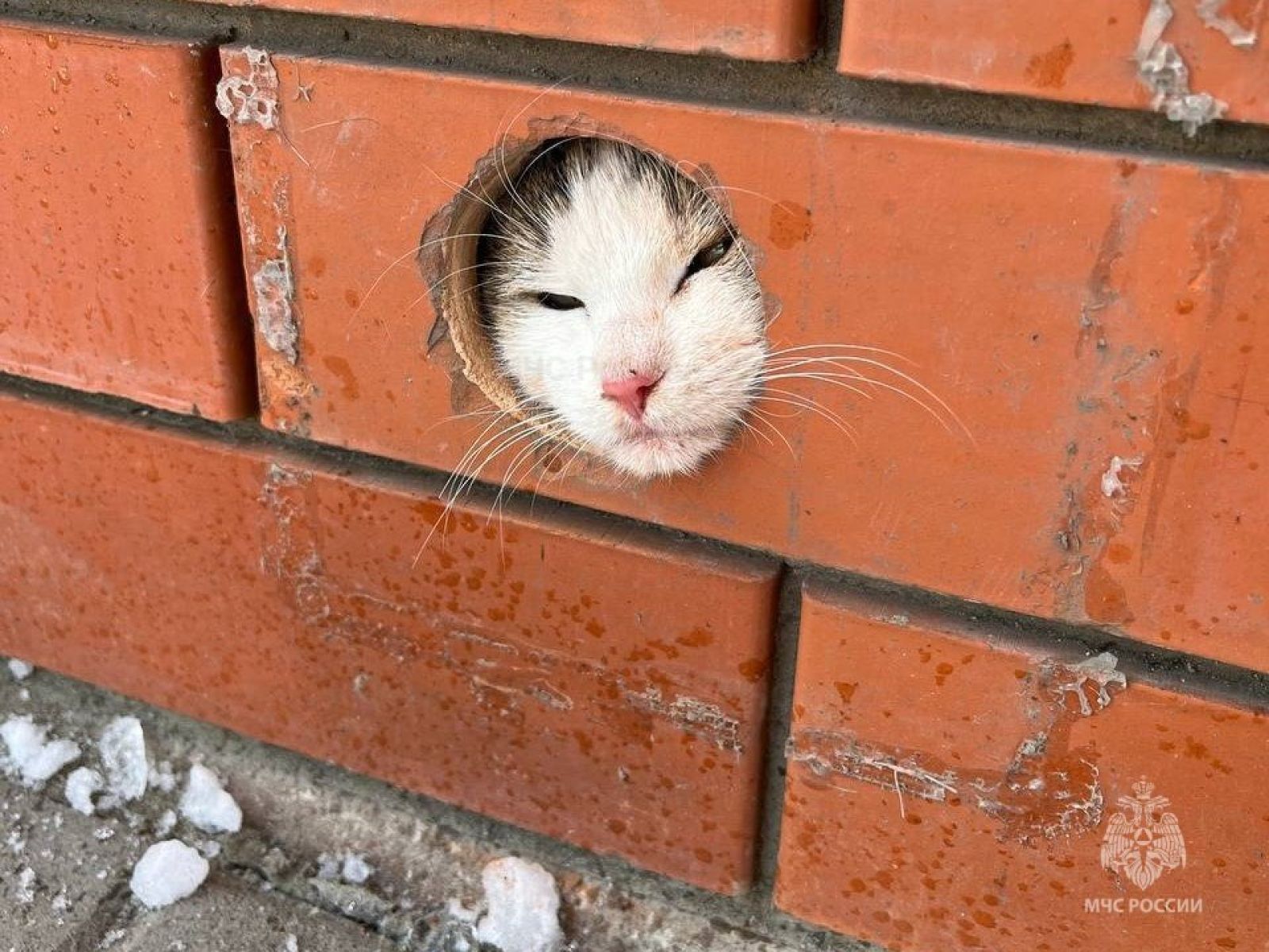 В Дубовом кот застрял в водосточной трубе