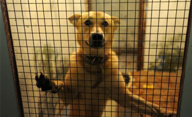 Крупнейший приют для собак «Дора» начали сносить в Воронеже