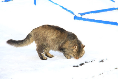 Прогноз погоды в Воронеже на среду, 26 февраля