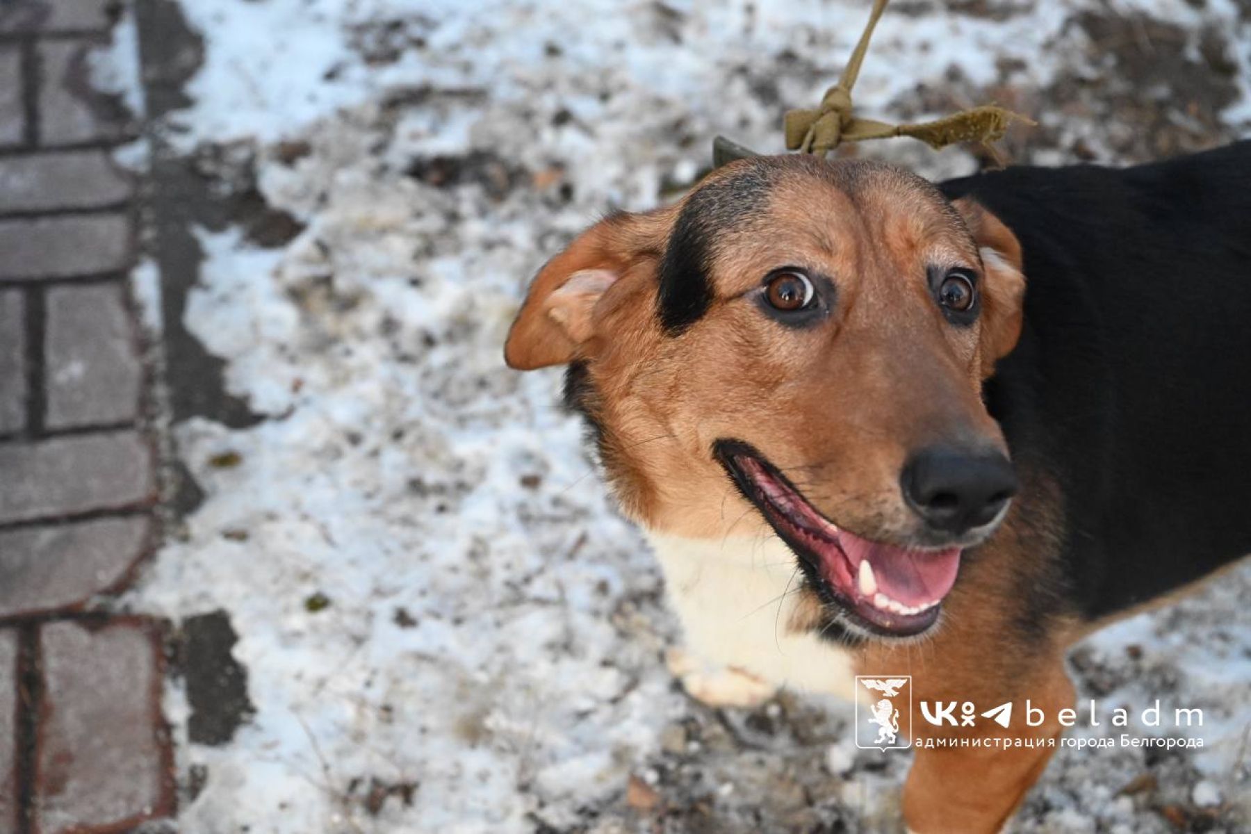 В Белгороде проведут акцию «День счастливой собаки»