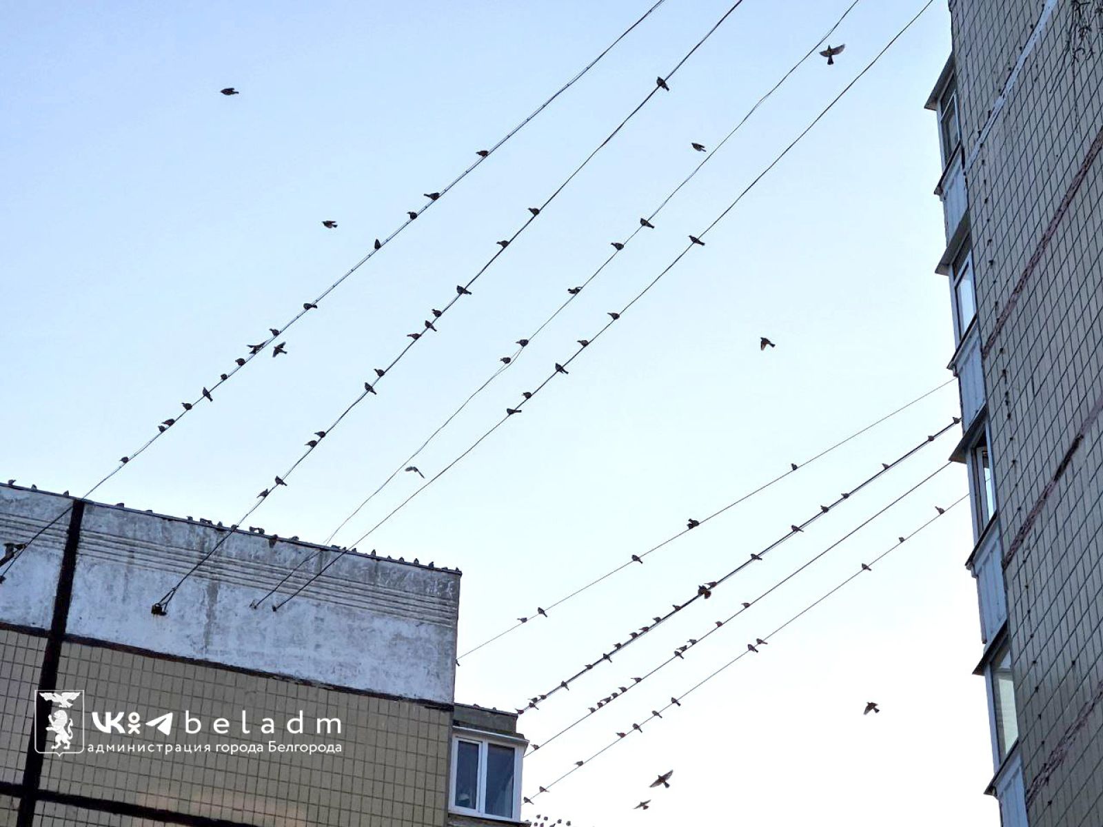 В Белгороде стаи птиц облюбовали бульвар Юности