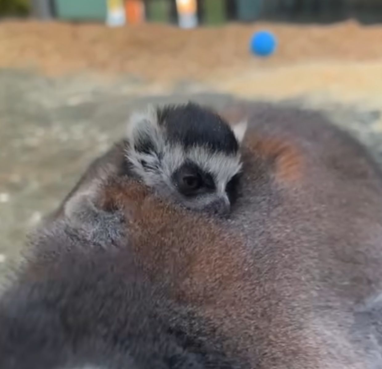 В Белгородском зоопарке родились лемуры-двойняшки