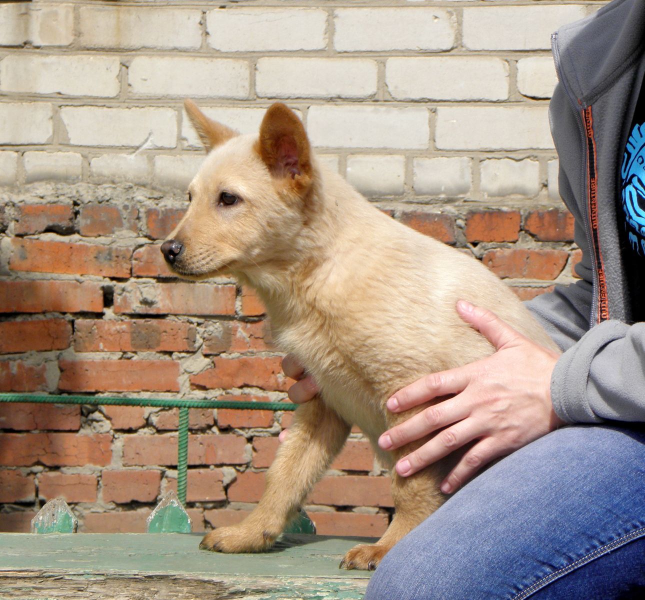 В Белгородской области женщина задушила собаку&nbsp;