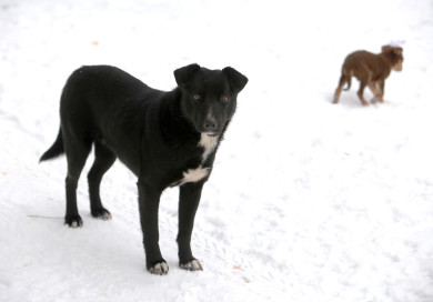 Женщина отсудила крупную сумму за нападение собаки на сына в Воронежской области