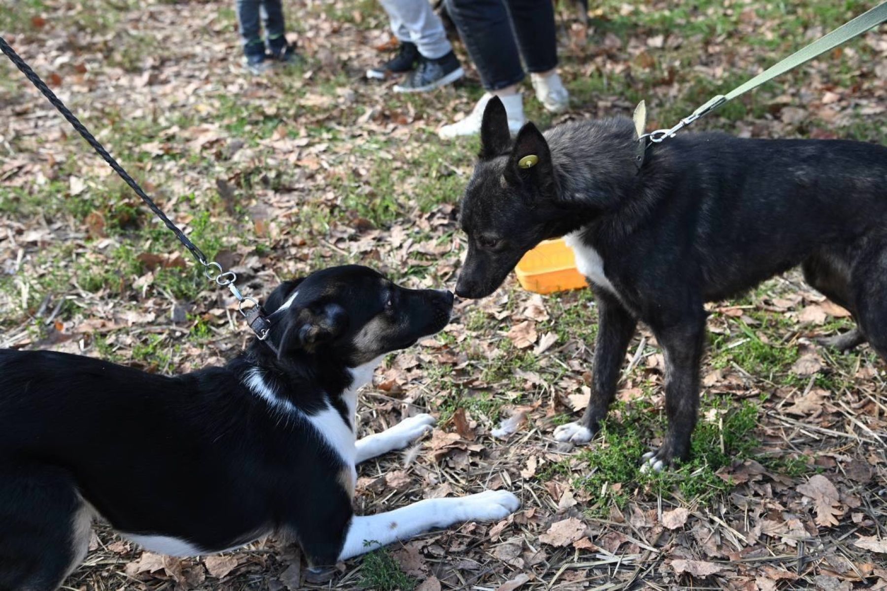 Жители Белгорода смогут бесплатно привить и стерилизовать своих домашних животных