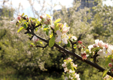 Синоптик рассказал, вернутся ли морозы в Воронеж