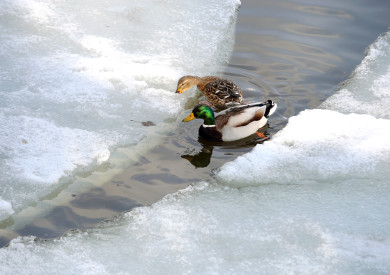 Прогноз погоды в Воронеже на четверг, 6 марта