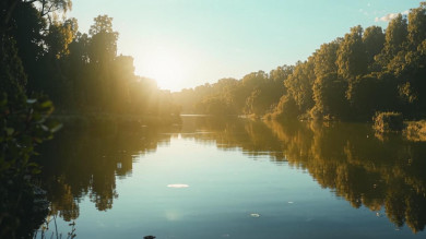 Прокуратура выявила нарушения в реке, где умер бобр в Воронежской области